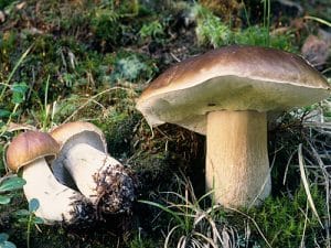Pine Bolete Pine Bolete