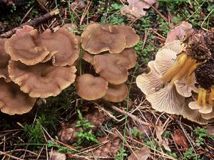 Trumpet Chanterelle Trumpet Chanterelle