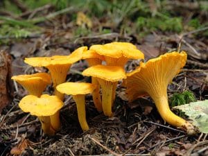 golden chanterelle golden chanterelle