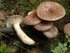 northern milkcap northern milkcap