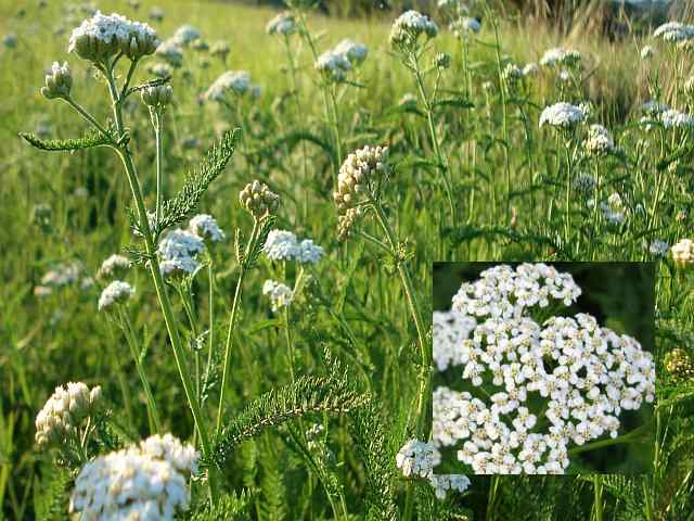 Achillea millefolium – Duizendblad Achillea millefolium - Duizendblad