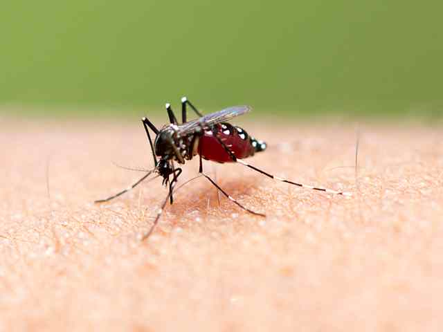 Aedes aegypti – Steekmug Aedes aegypti - Steekmug