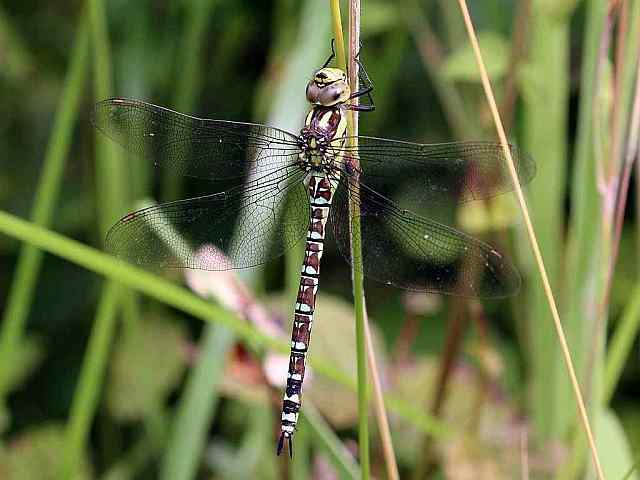 Aeshna cyanea – Blauwe glazenmaker libelle Aeshna cyanea - Blauwe glazenmaker libelle