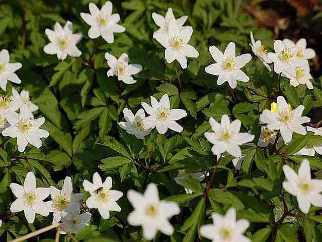 Anemone nemorosa – Bosanemoon Anemone nemorosa - Bosanemoon