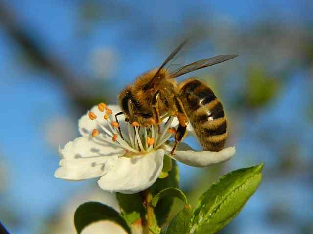 Apis mellifera – Honingbij Apis mellifera - Honingbij
