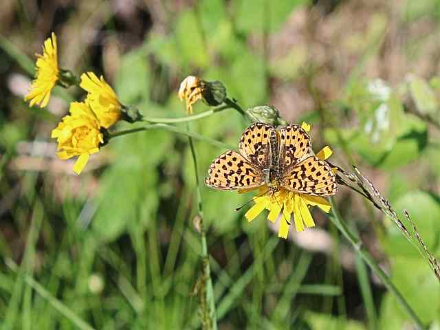 Argynnis paphia – Keizersmantel Argynnis paphia - Keizersmantel