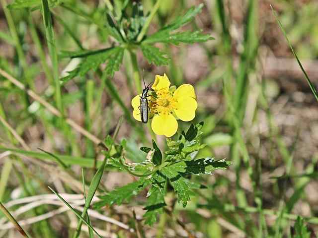 Aromia moschata – Muskusboktor Aromia moschata - Muskusboktor