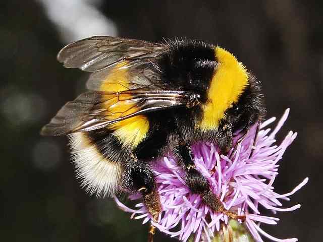 Bombus terrestris – Aardhommel Bombus terrestris - Aardhommel