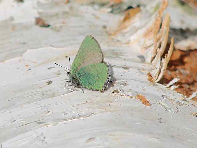 Callophrys rubi – Groentje – Kangasperhonen Callophrys rubi - Groentje - Kangasperhonen