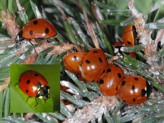 Coccinella septempunctata – Lieveheersbeestje Coccinella septempunctata - Lieveheersbeestje