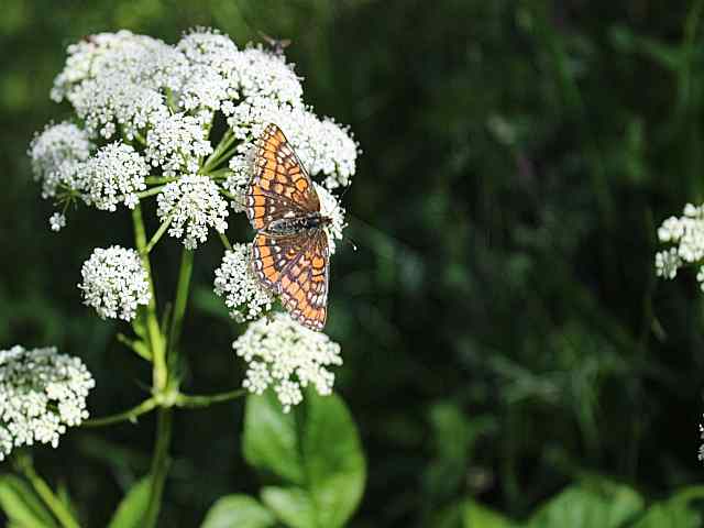 Euphydryas maturna – Roodbonte parelmoervlinder 1 Euphydryas maturna - Roodbonte parelmoervlinder 1