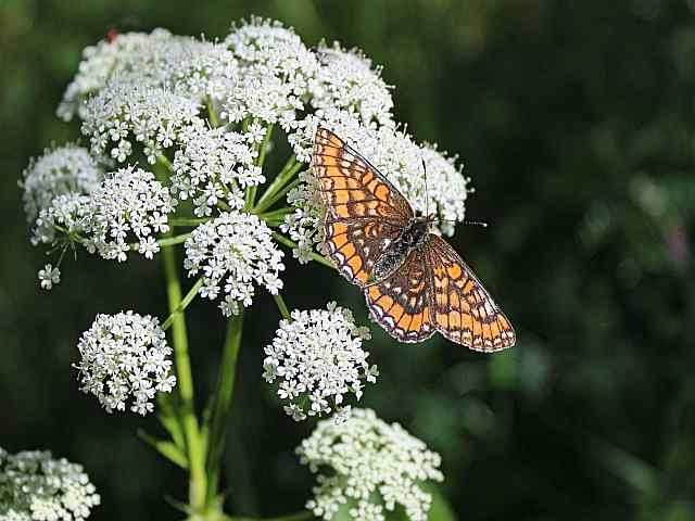 Euphydryas maturna – Roodbonte parelmoervlinder 2 Euphydryas maturna - Roodbonte parelmoervlinder 1