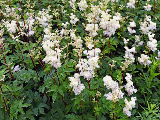 Filipendula ulmaria – Moerasspirea Filipendula ulmaria - Moerasspirea
