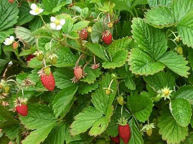 Fragaria vesca – Bosaardbei Fragaria vesca - Bosaardbei