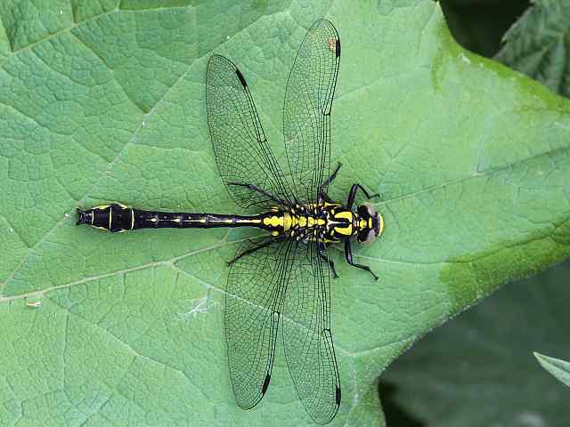Gomphus vulgatissimus – Beekrombout Gomphus vulgatissimus - Beekrombout
