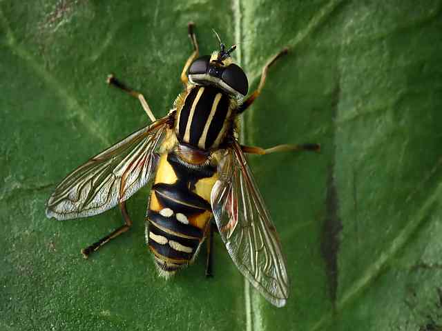 Helophilus pendulus – Gewone pendelvlieg Helophilus pendulus - Gewone pendelvlieg