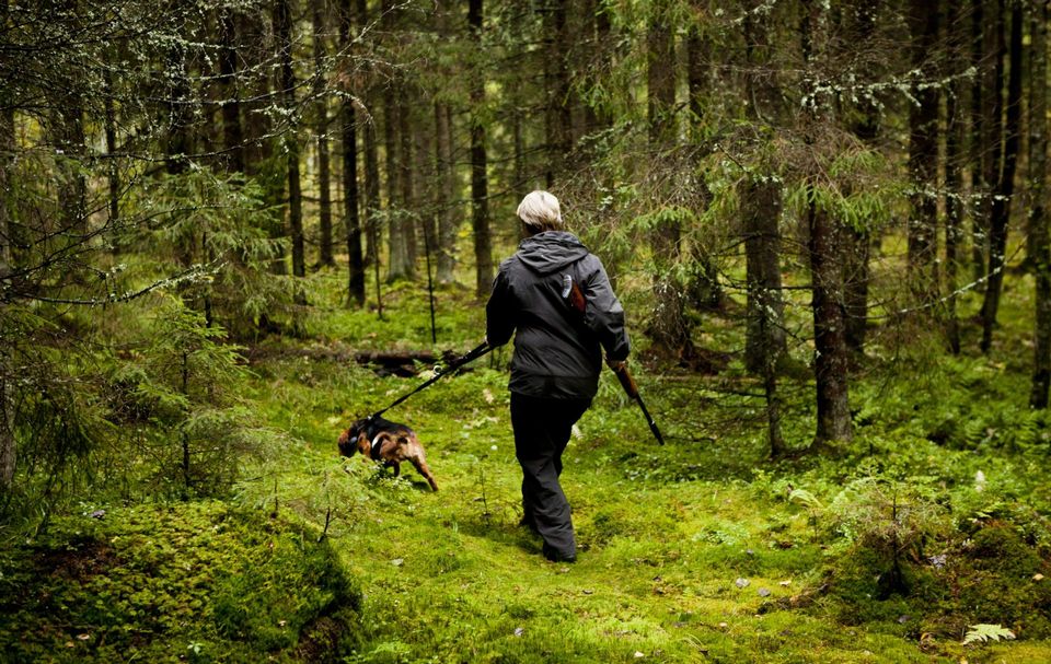 Increased wolf population in 2021