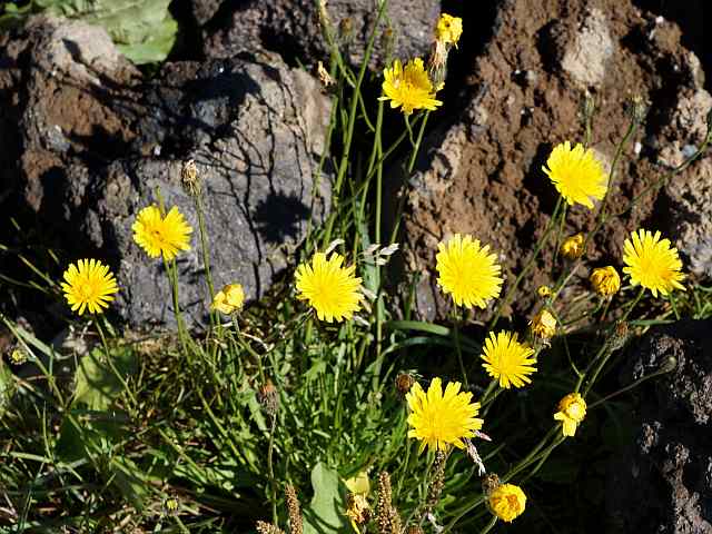 Leontodon autumnalis – Vertakte leeuwentand Leontodon autumnalis - Vertakte leeuwentand