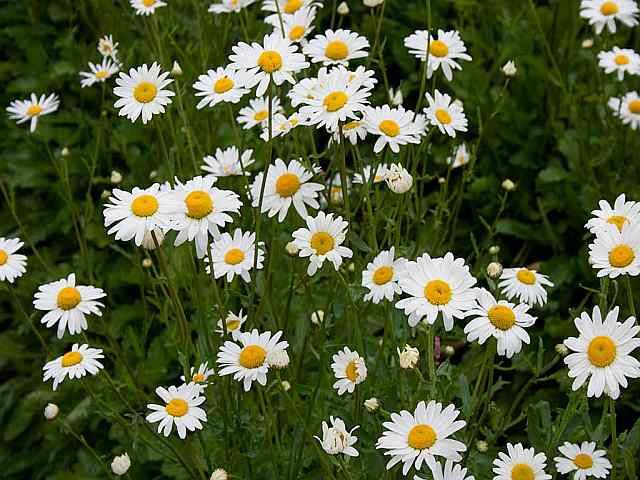 Leucanthemum-vulgare – Gewone margriet Leucanthemum-vulgare - Gewone margriet