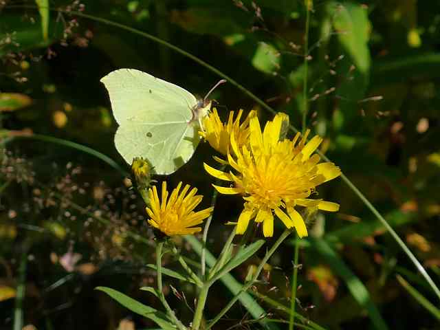 Pieris brassicae – Koolwitje Pieris brassicae - Koolwitje