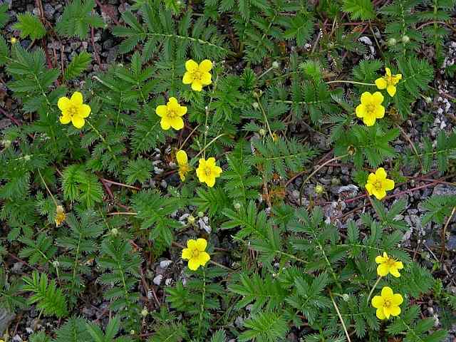 Potentilla Erecta – Tormentil Potentilla Erecta - Tormentil