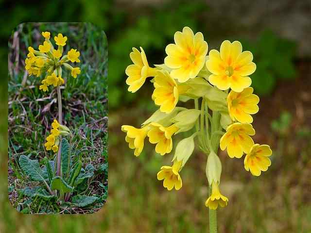 Primula veris – Sleutelbloem Primula veris - Sleutelbloem