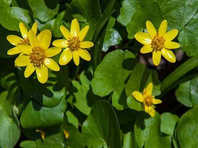 Ranunculus ficaria – Speemkruid Ranunculus ficaria - Speemkruid
