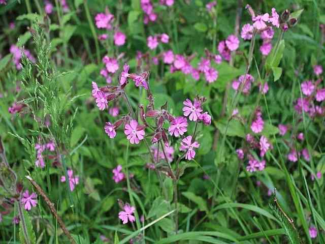 Silene dioica – Dagkoekoeksbloem Silene dioica - Dagkoekoeksbloem