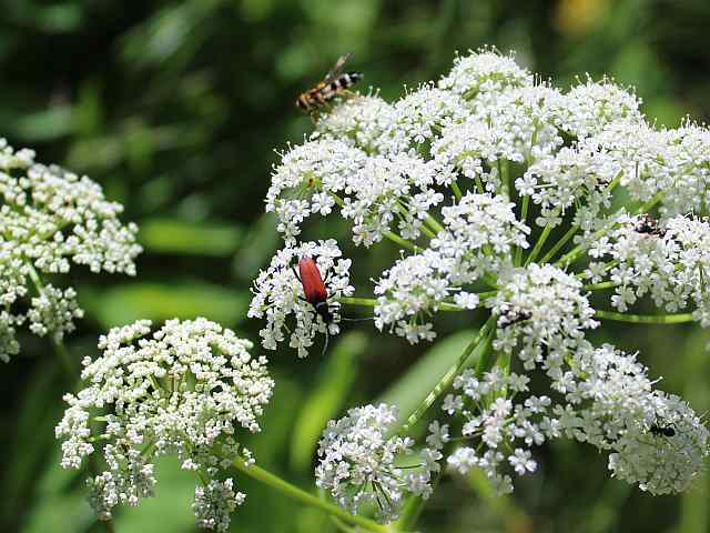 Stictoleptura rubra – Rode smalbok Stictoleptura rubra - Rode smalbok