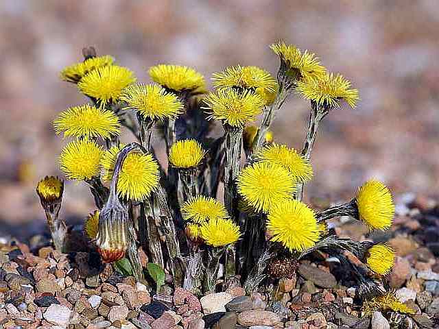 Tussilago farfara – Klein hoefblad Tussilago farfara - Klein hoefblad