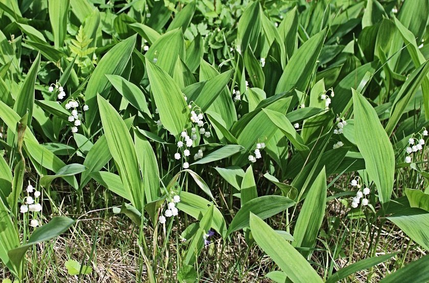 bloemen en insecten in Finland
