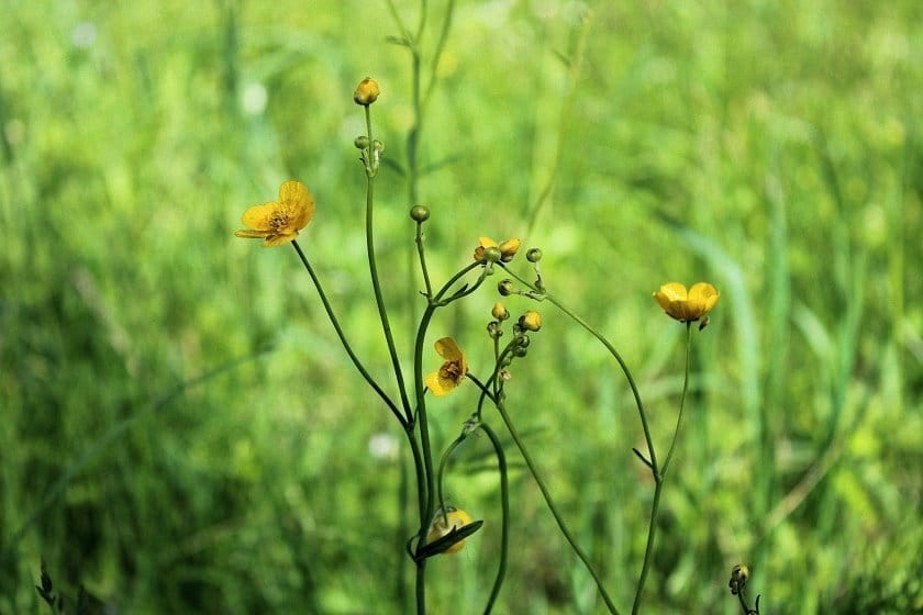 bloemen en insecten in Finland