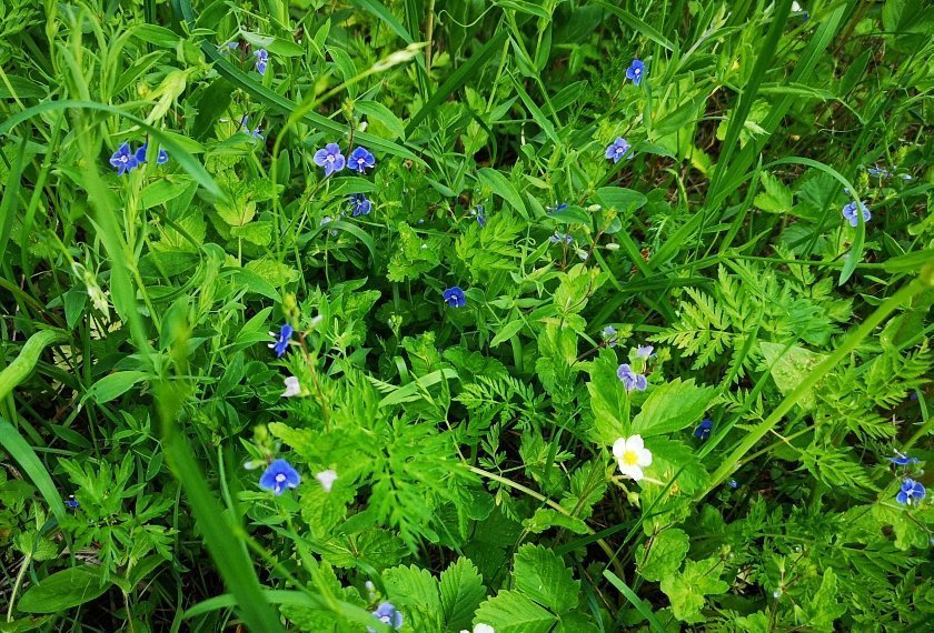 bloemen en insecten in Finland