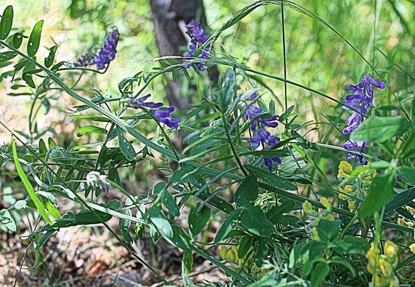 bloemen en insecten in Finland