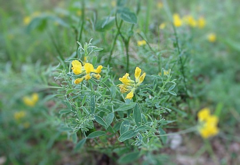 bloemen en insecten in Finland