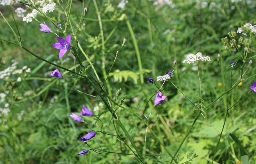 bloemen en insecten in Finland