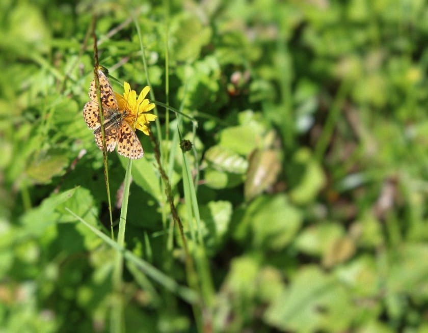 bloemen en insecten in Finland