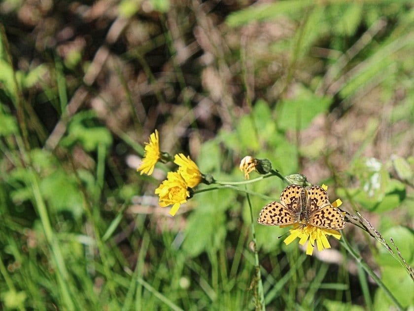 bloemen en insecten in Finland
