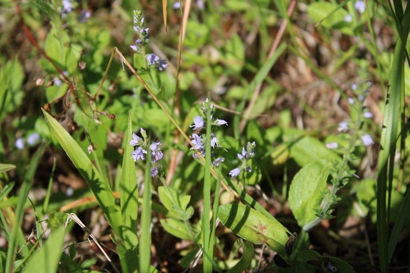 bloemen en insecten in Finland