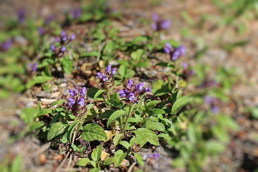 bloemen en insecten in Finland