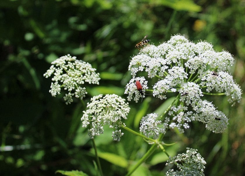 bloemen en insecten in Finland