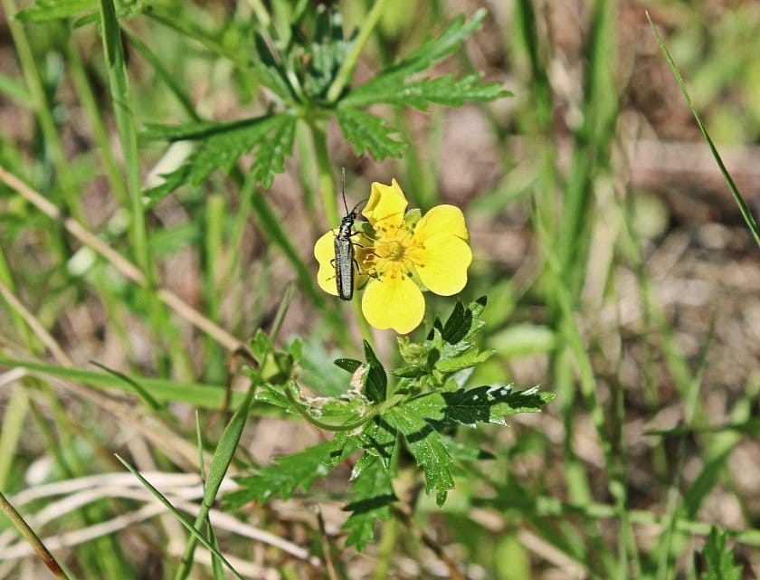 bloemen en insecten in Finland