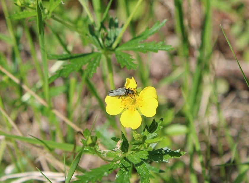 bloemen en insecten in Finland