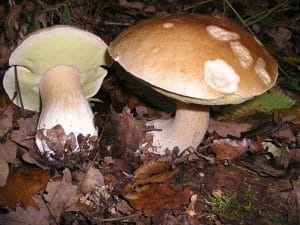 Pine Bolete