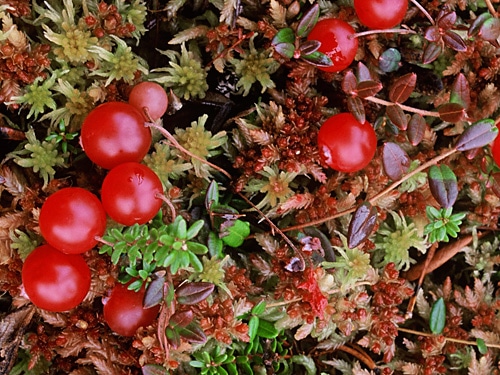 cranberry cranberry