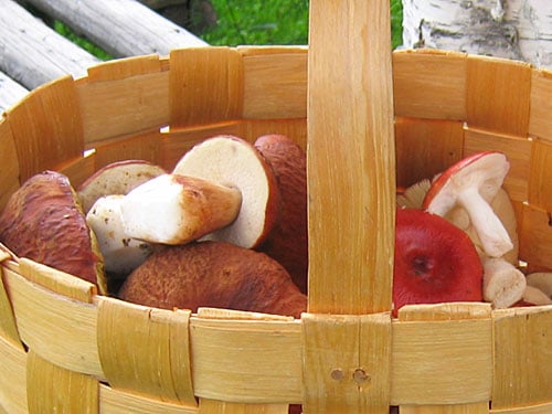 edible mushrooms