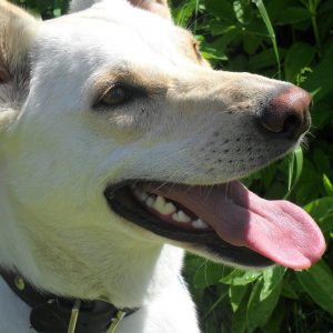 Leika