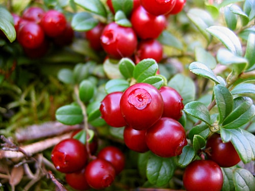 lingonberrie lingonberrie