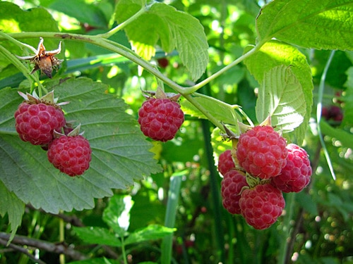 raspberry raspberry