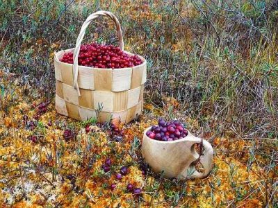 wild berries in finland